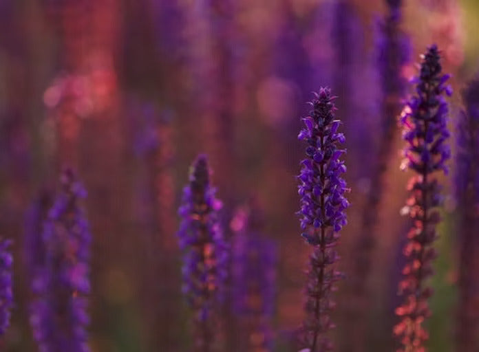 Naturflamme