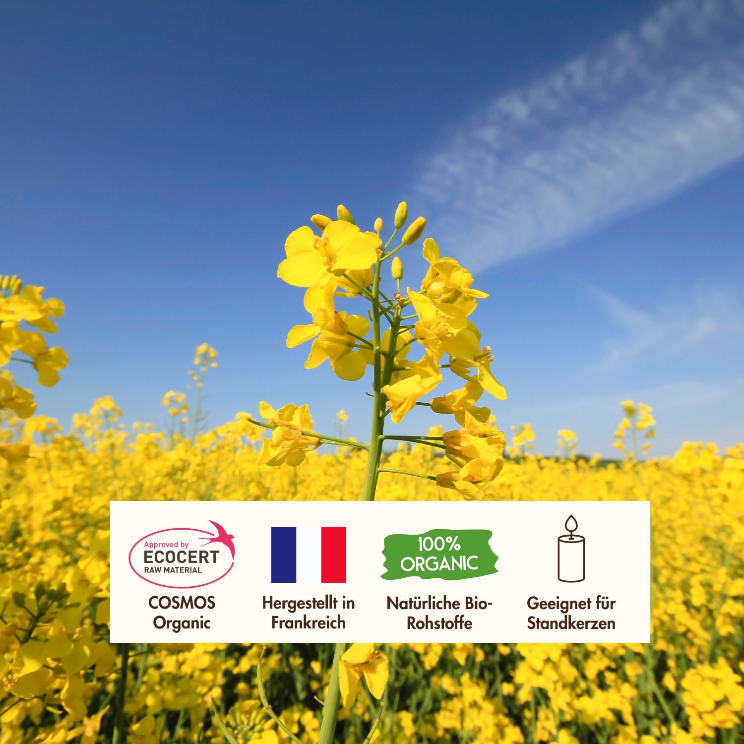 EcoCert Rapswachs aus Frankreich für Standkerzen