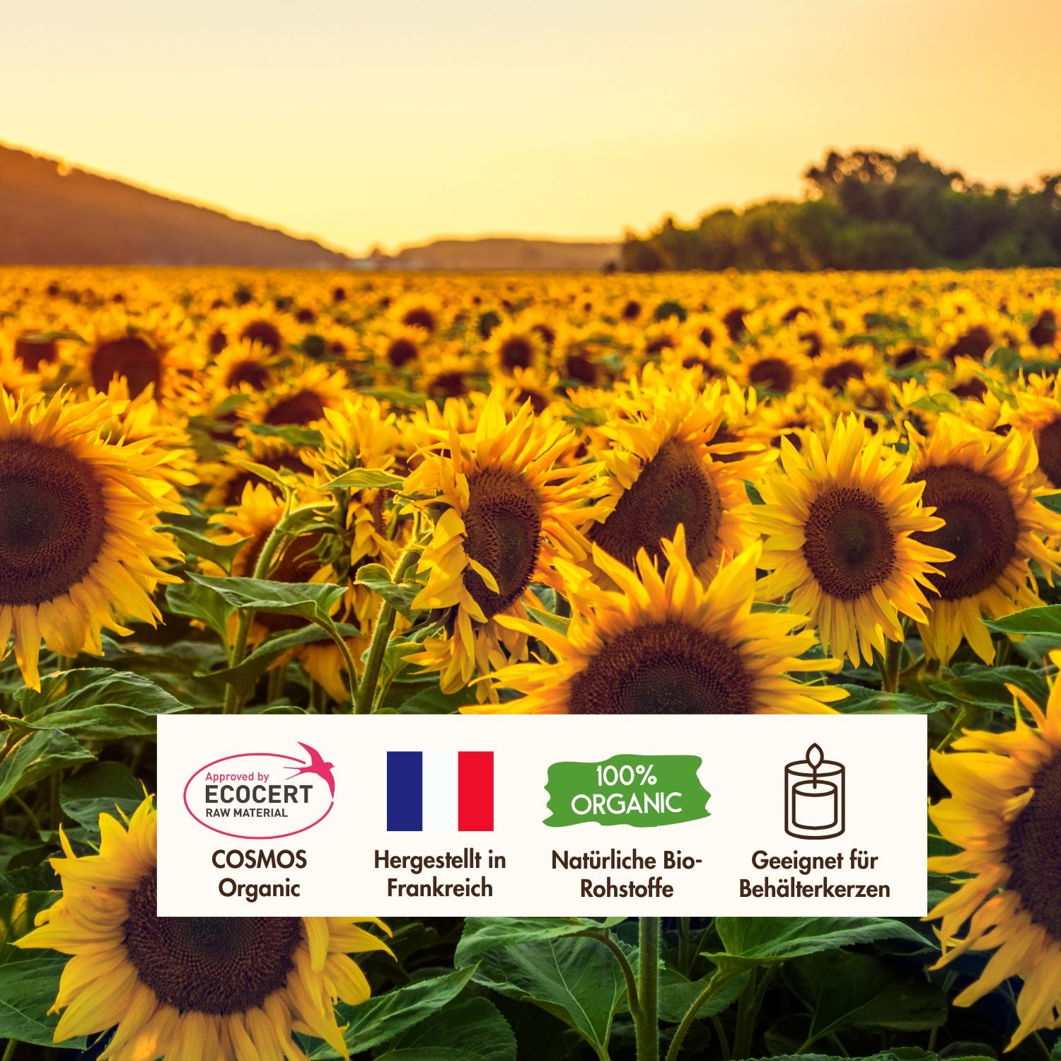 1kg Sonnenblumenwachs Für Containerkerzen – 100% Natürliches, Veganes Kerzenwachs Zum Selbergießen