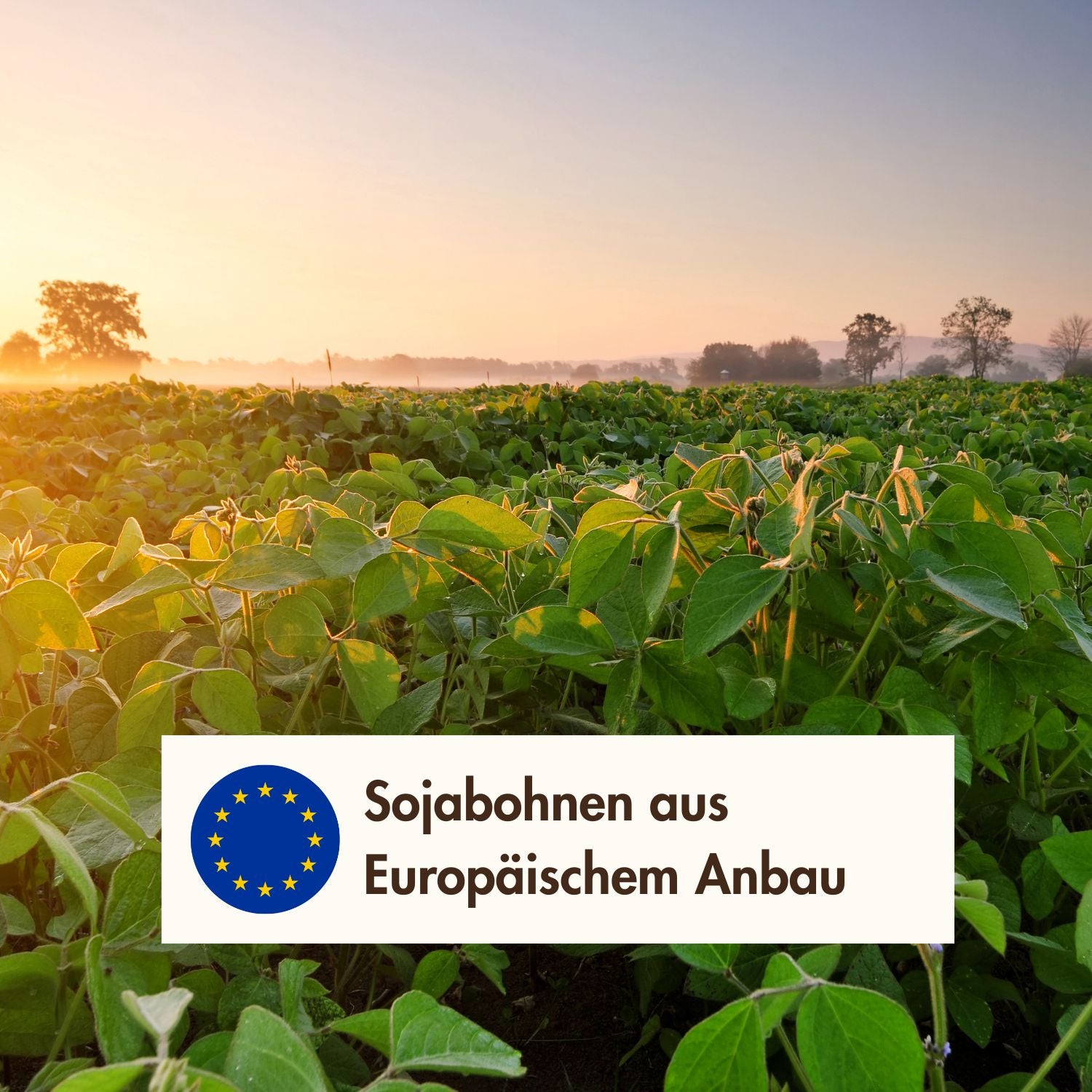 Sojawachs aus Europäischem Anbau