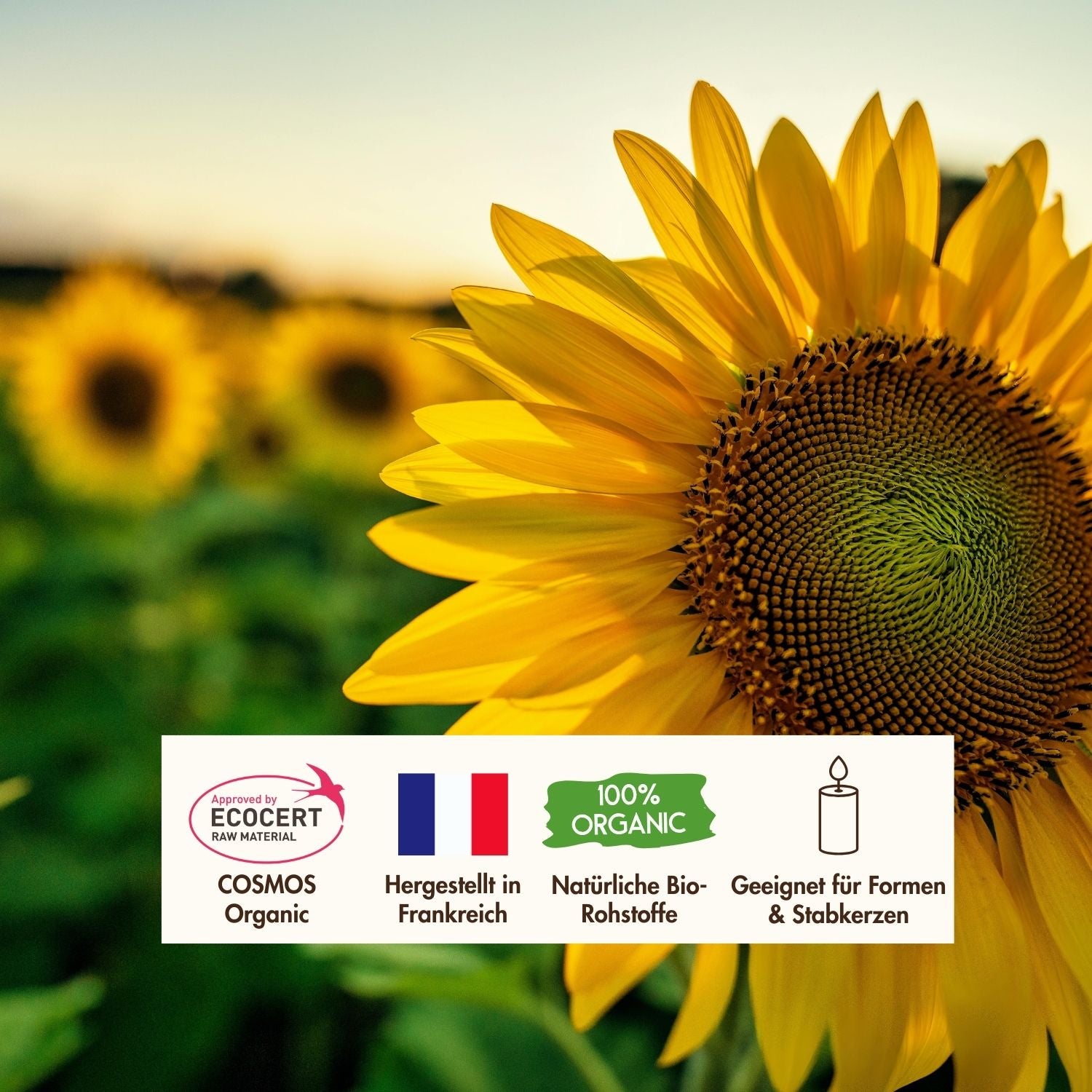 Bio Sonnenblumenwachs «Keragreen Sunflower Pillar» für Standkerzen